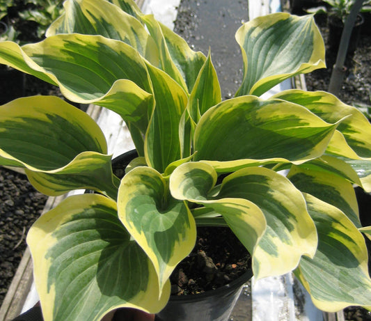 Liberty Plantain Lily (Hosta liberty) - 1 gallon