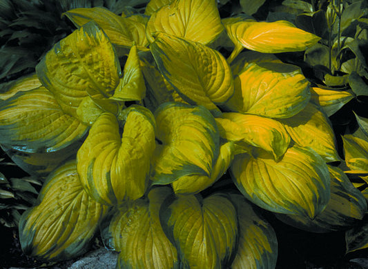 Stained Glass Plantain Lily (Hosta stained 'Stained Glass') - 1 gallon