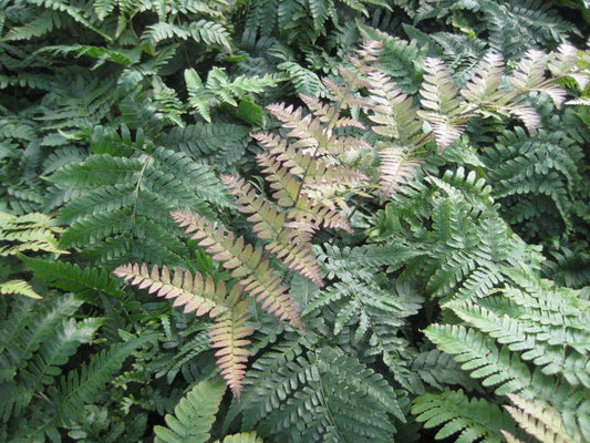 Brilliance™ Autumn Fern (Dryopteris erythrosora 'Brilliance') - 1 gallon