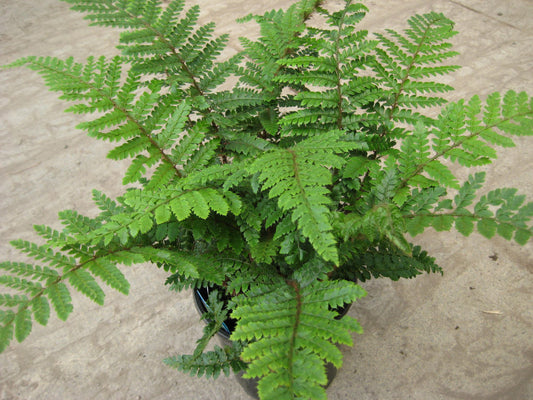 Tassel Fern (Polystichum polyblepharum 'Tassel') - 1 gallon