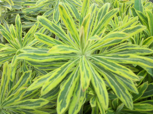 Ascot Rainbow Cushion Spurge (Euphorbia x martinii 'Ascot Rainbow') - 1 gallon