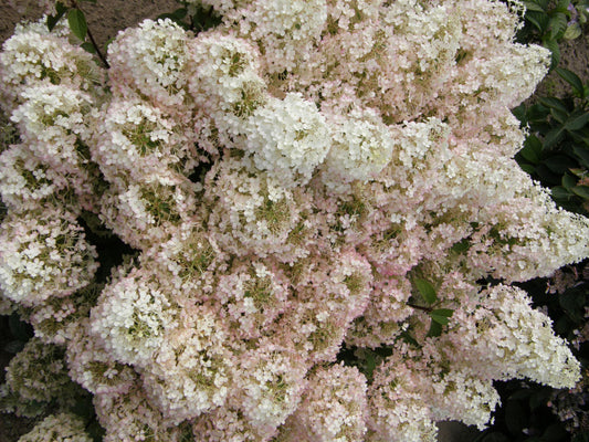 Bobo® Panicle Hydrangea (Hydrangea paniculata 'ILVOBO') - 3 gallon