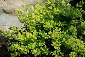 Drops of Gold Japanese Holly (Ilex crenata 'Drops of Gold') - 3 gallon 15"