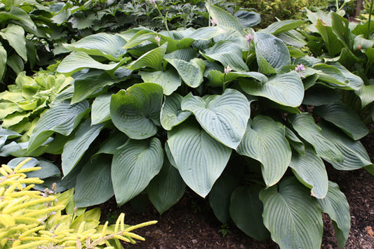 Shadowland® 'Empress Wu' Hosta (Hosta empress 'Empress Wu') - 1 gallon