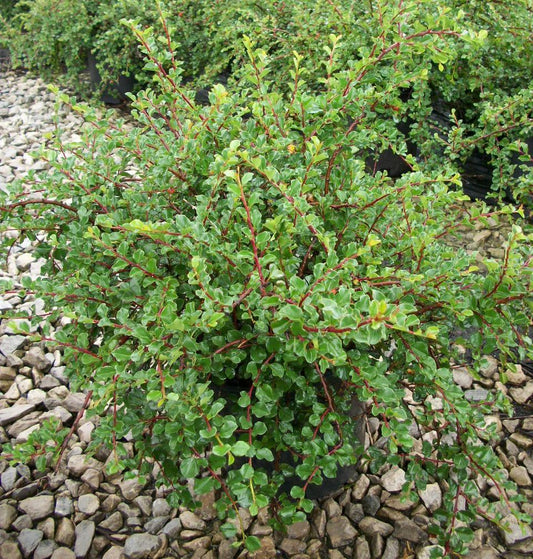 Cranberry Cotoneaster (Cotoneaster apiculatus) - 2 gallon 12"