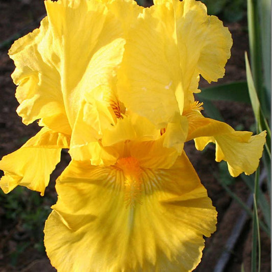 Pleasant Peasant Intermediate Bearded Iris (IRIS GERMANICA PLEASANT PEASANT) - 1 gallon