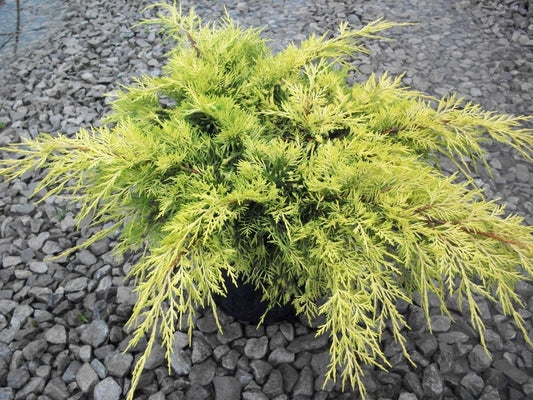 Gold Lace™ Juniper (Juniperus chinensis 'Gold Lace') - 3 gallon 12 to 15"