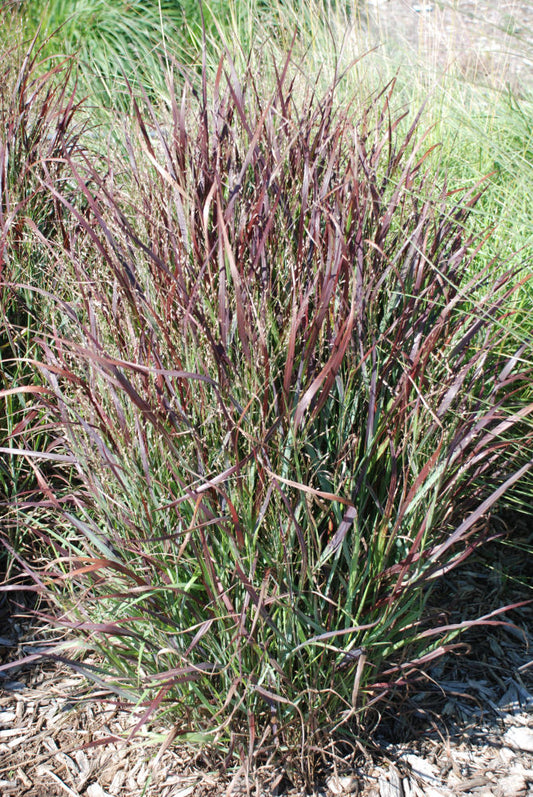 Shenandoah Switch Grass (GRASS - PA. SHENANDOAH) - 3 gallon
