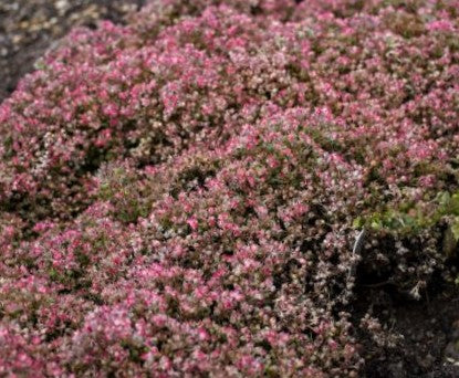 Steel the Show Stonecrop (SEDUM STEEL THE SHOW) - 1 gallon