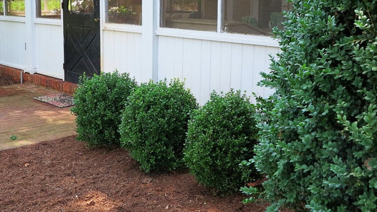 NewGen Freedom® Boxwood (Buxus newgen 'Freedom') - 1 gallon 8"