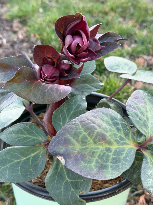 Frostkiss® Vibey Velvet Lenten Rose (HELLEBORUS VIBEY VELVET) - 1 gallon