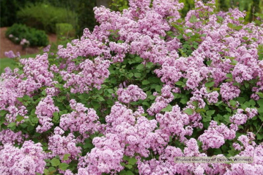 (SYRINGA X BLOOMERANG PURPINK) - 3 gallon 15"