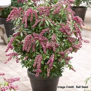 Pieris jap. Passion Party™ 'Passion' (Passion Party Passion Andromeda) - 3 gallon 12"