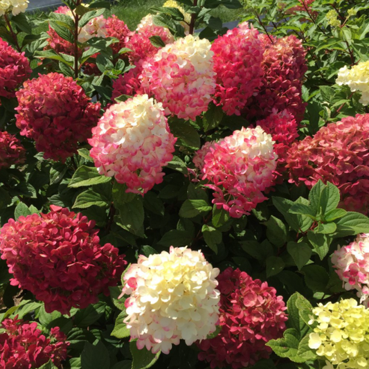 Little Lime Punch® Panicle Hydrangea (Hydrangea 'P Little Lime Punch') - 1 gallon