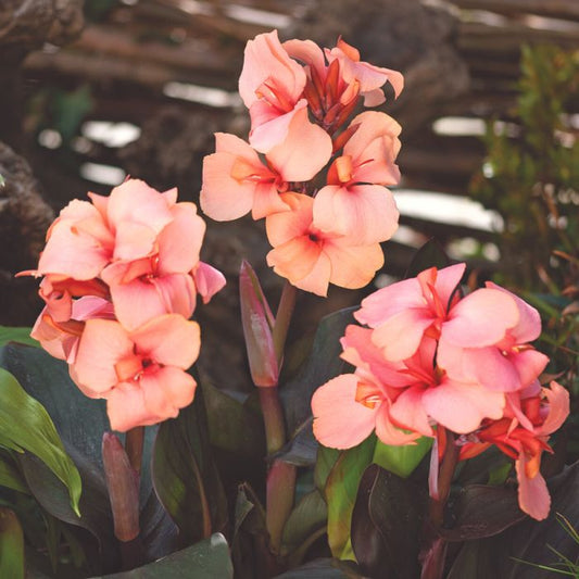 Cannova Bronze Peach Canna (Canna cannova 'Bronze Peach') - 1 gallon