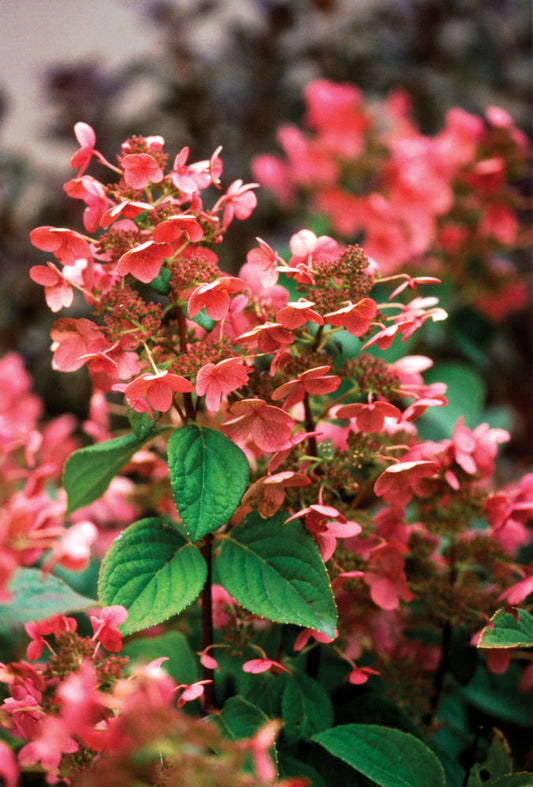 Quick Fire® Panicle Hydrangea (Hydrangea paniculata 'Bulk') - 3 gallon