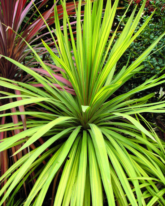 Torbay Dazzler Cordyline (Cordyline australis 'Torbay Dazzler') - 1 gallon