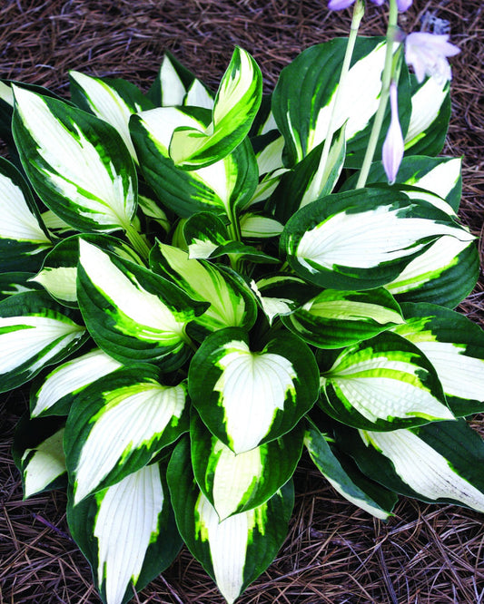 Vulcan Plantain Lily (Hosta vulcan 'Vulcan') - 1 gallon