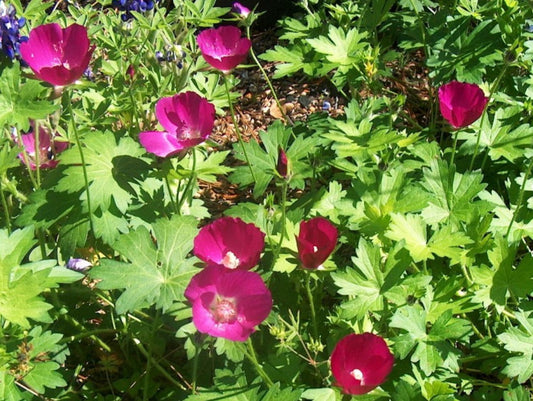 Purple Poppy Mallow (Callirhoe involucrata) - 2 gallon