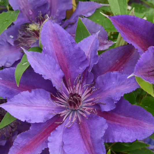 Paulie™ (Clematis paulie) - 3QT