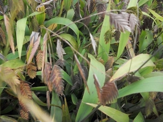 Northern Sea Oats (Chasmanthium latifolium 'Chas. Latifolium') - 1 gallon
