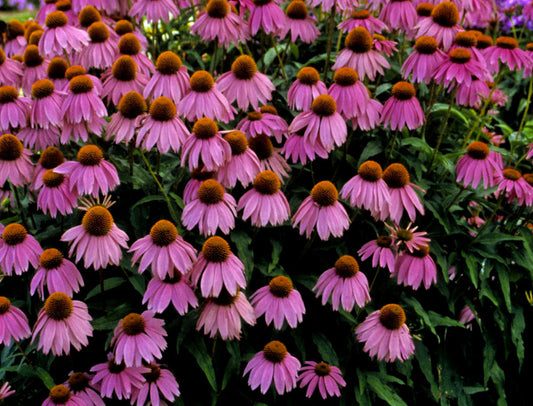 Kim's Knee High™ Coneflower (Echinacea purpurea 'Kims Knee High') - 3QT