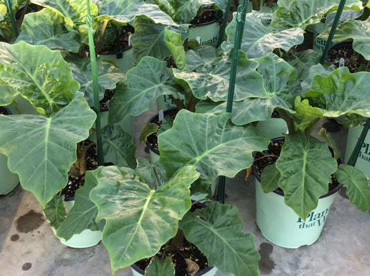Low Rider™ Elephant Ear (Alocasia 'Low Rider') - 1 gallon
