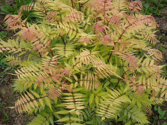 Dwarf Falsespirea (Sorbaria sorbifolia 'Sem') - 3 gallon 15"