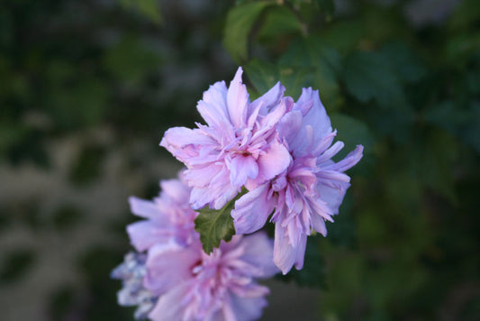 Blushing Bride Rose of Sharon (Hibiscus syriacus 'Blushing Bride') - 1 gallon