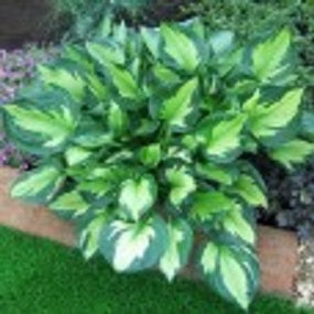Whirlwind Plantain Lily (Hosta whirlwind) - 1 gallon