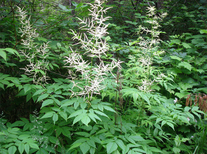 Goat’s Beard (Aruncus dioicus) - 1 gallon