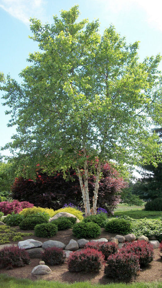 Heritage River Birch (Betula nigra 'Cully') - 3 gallon 36"