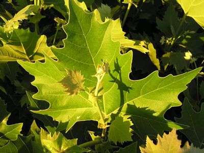 Exclamation!™ London Plane Tree (Platanus A 'Exclamation') - 3 gallon
