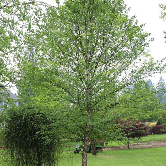 City Slicker® River Birch (Betula nigra 'City Slicker') - 3 gallon