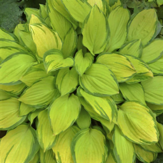 Island Breeze Plantain Lily (Hosta island 'Breeze') - 1 gallon