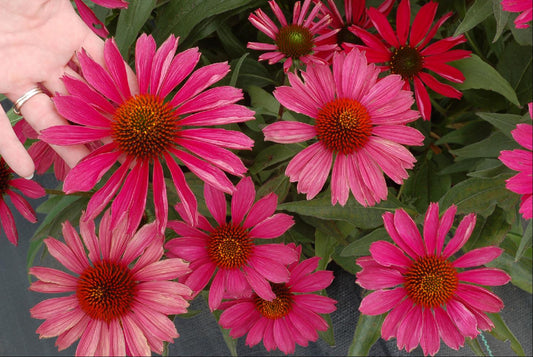 KISMET™ Raspberry Coneflower (Echinacea purpurea 'Kims Knee High') - 3QT