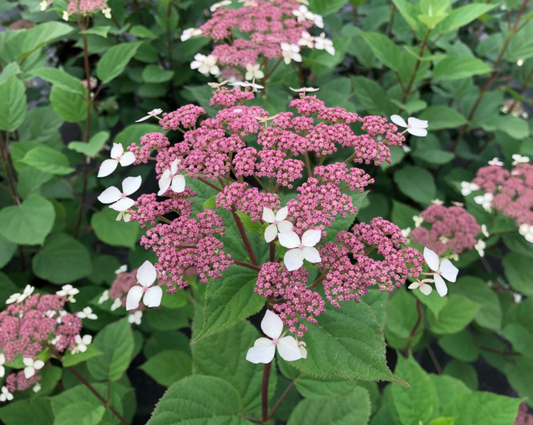Invincibelle Lace® Smooth hydrangea (Hydrangea arborescens 'Invincibelle Lace') - 1 gallon