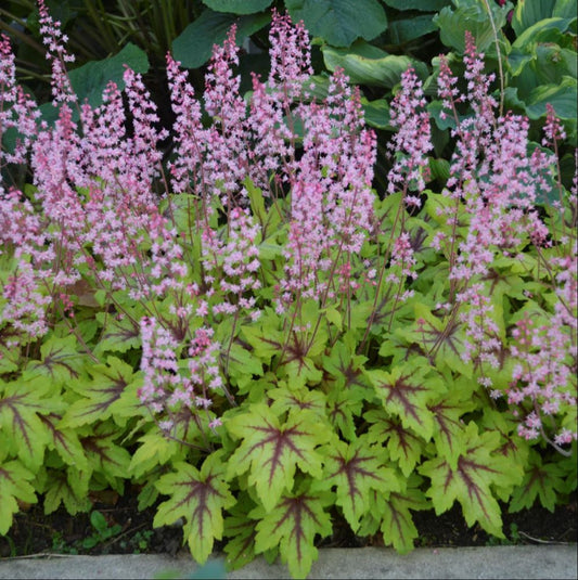 Fun and Games® 'Eye Spy' Foamy Bells (Heucherella 'Eye Spy') - 1 gallon