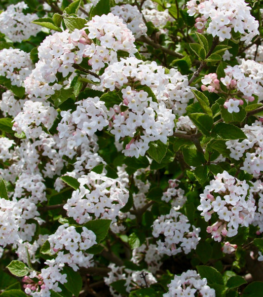 Sugar 'n Spice™ Korean Spice Bush (Viburnum carlesii 'Select Sugar N Spice') - 3 gallon 18"