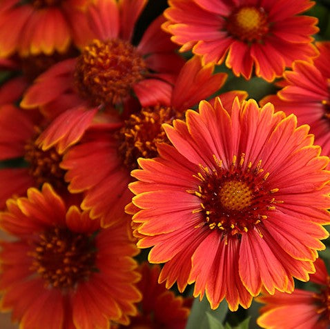 Spintop Yellow Touch Blanket Flower (Gaillardia spintop 'Yellow Touch') - 1 gallon