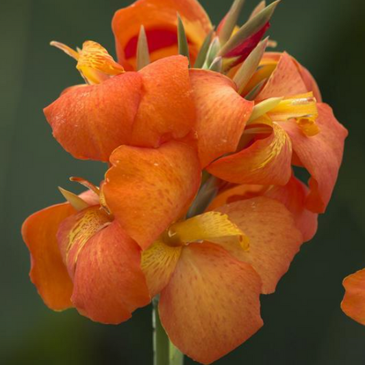 Cannova Orange Shades Canna (Canna cannova 'Orange Shades') - 1 gallon