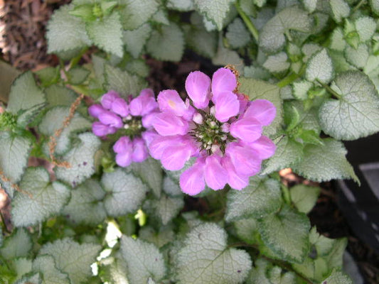 Purple Dragon Spotted Deadnettle (Lamium M 'Purple Dragon') - 1 gallon