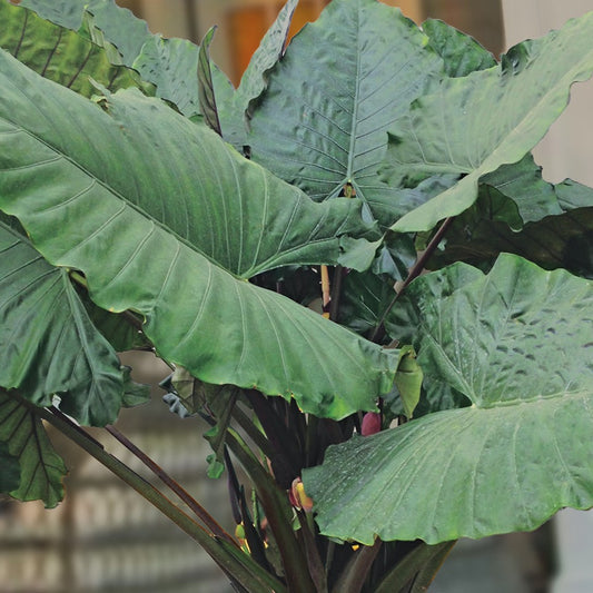 Sumo Elephant Ear (Alocasia 'Sumo') - 1 gallon