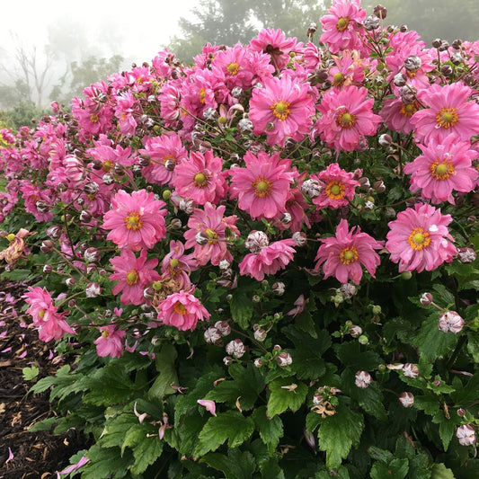 Fall In Love™ Japanese Anemone (Anemone 'Fall In Love Sweetly') - 1 gallon