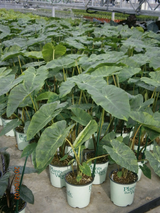 Illustris Elephant Ear (Colocasia antiquorum 'Illustris') - 1 gallon