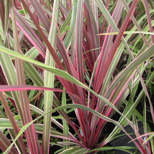 Cordyline Can Can (Cordyline dance 'Can Can') - 1 gallon