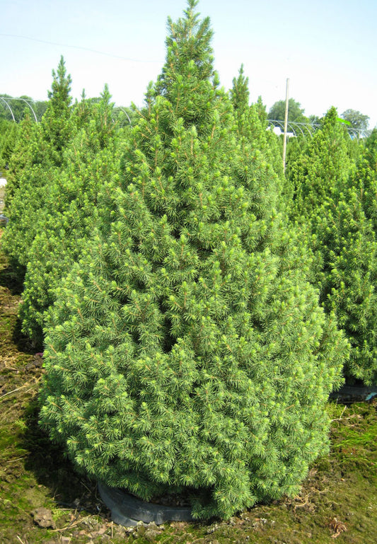 Dwarf Alberta Spruce (Picea glauca 'Conica') - 2 gallon 15"
