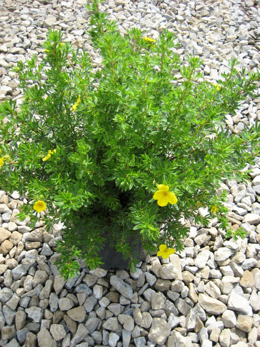 Goldfinger Cinquefoil (Potentilla fruticosa 'Goldfinger') - 2 gallon 10"