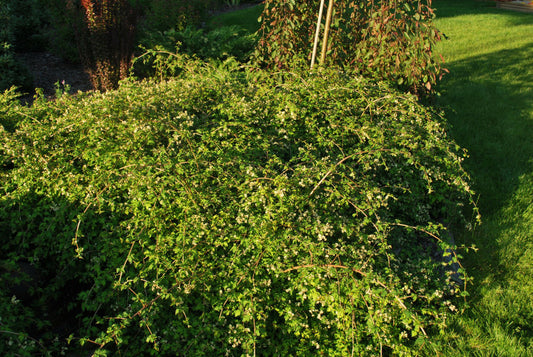 Crispa Cutleaf Stephanandra (Stephanandra incisa 'Crispa') - 2 gallon 12"