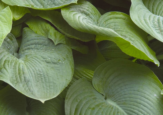 Elegans Plantain Lily (Hosta sieboldiana 'Elegans') - 1 gallon
